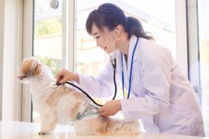 第3回:動物病院と消費税の注意点